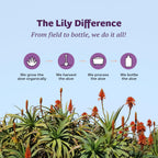 Lily Of The Desert Gelly Moisturizer - 99% Organic Aloe Vera Gel for Skin, After Sun Care with Aloe, Vitamin E Oil, and Vitamin C for Sunburn Relief, 12 Fl Oz